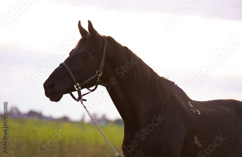 portrait of beautiful black sportive stallion posing on field at evening