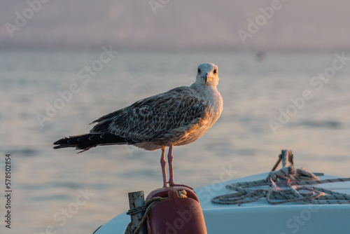 Seagull sitting on the old pole sea portrait.