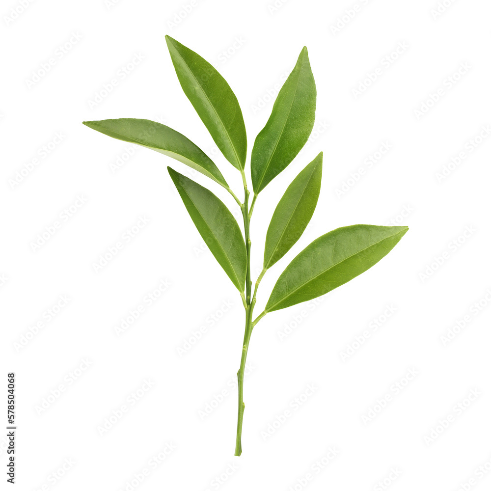 Fresh green leaves branch isolated on transparent background	