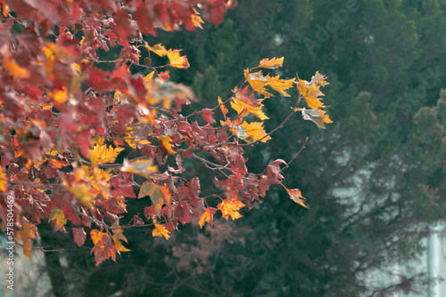 orange and yellow leaves autumn leaves