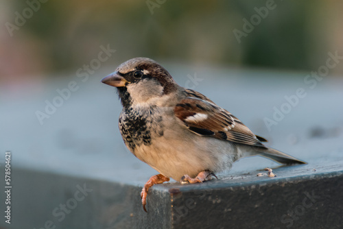 sparrow on a branch