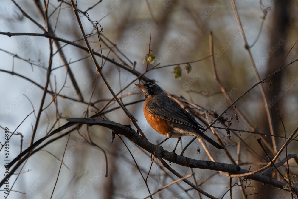 An American Robin perched in some bare branches in a tree with the sun highlighting its colorful red breast feathers. An American Robin perched in some bare branches in a tree with the sun highlighting its colorful red breast feathers.