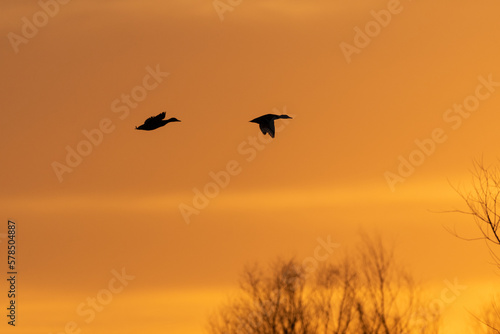 Two Mallard Ducks silhouetted against the orange clouds glowing in the sky behind them as they fly to a roosting spot at sunset.