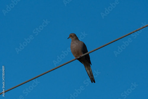 Mourning Dove perched high overhead on a metal cable with a clear blue sky in the background.