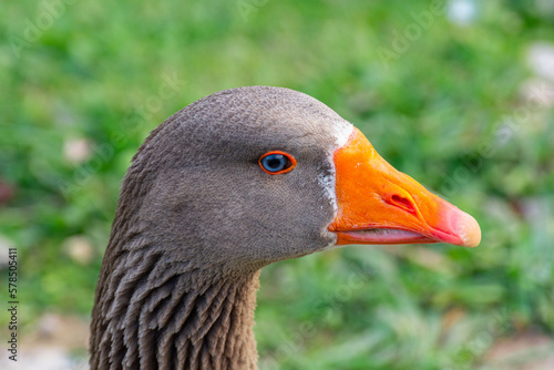 close up of a goose