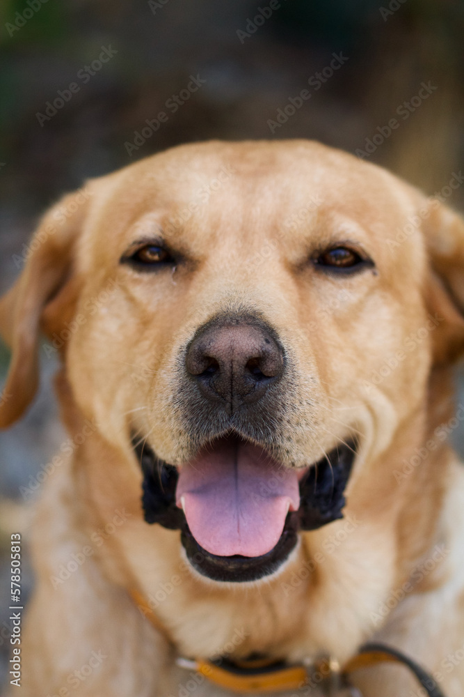 Dog Personality f Dog Personality f