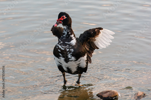 duck in the water opens it's wings