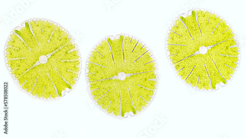 Beautiful microscopic green algae from genus Micrasterias. The species probably Micrasterias thomasiana. Selective focus image