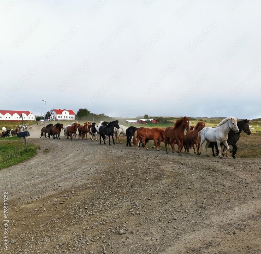 Obraz premium herd of Icelandic horses on a farm