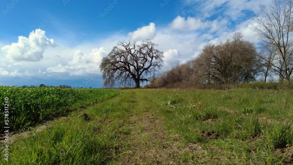 Motion lapse showing weather behind a large oak tree on a farm in winter Motion lapse showing weather behind a large oak tree on a farm in winter