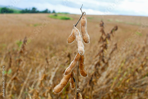 Dry legumes of soybean (Glycine max) at a field ready to harvest.