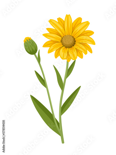 Arnica flower vector illustration, isolated on white background.