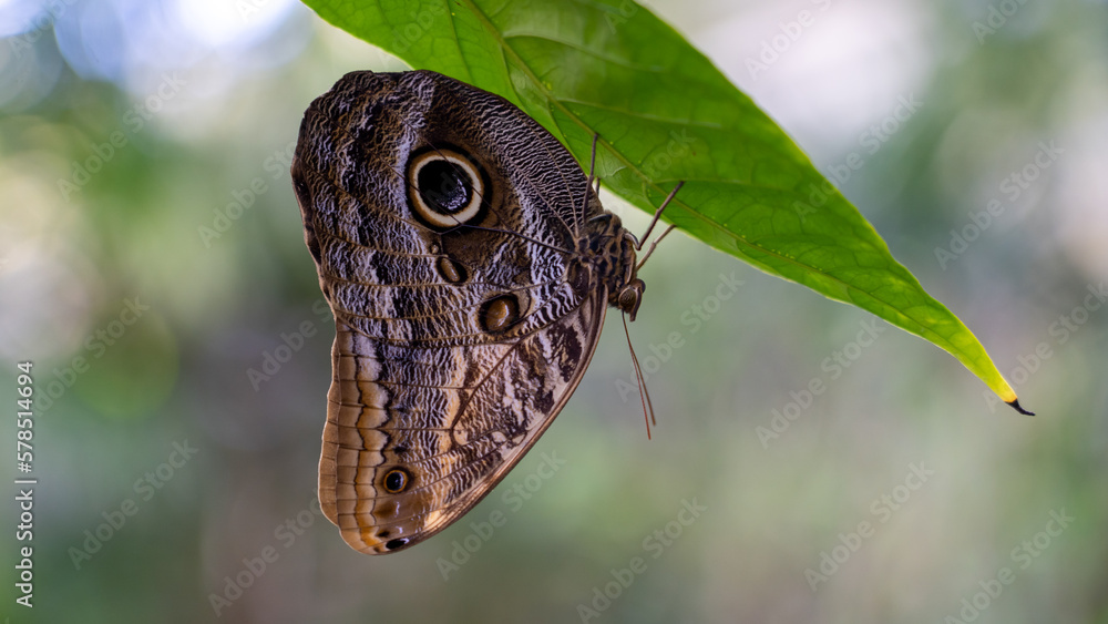 Fototapeta premium Butterfly Rainforest exhibit in Gainesville, Florida.