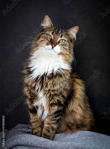 Longhaired tabby cat lying ...