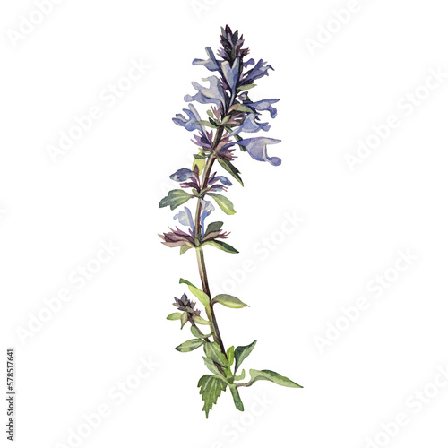 Watercolor lungwort isolated on white background. Hand-drawn spring and summer blue purple flower. Creative clipart for sticker florist or wrapping. Object for wallpaper or sketchbook and card