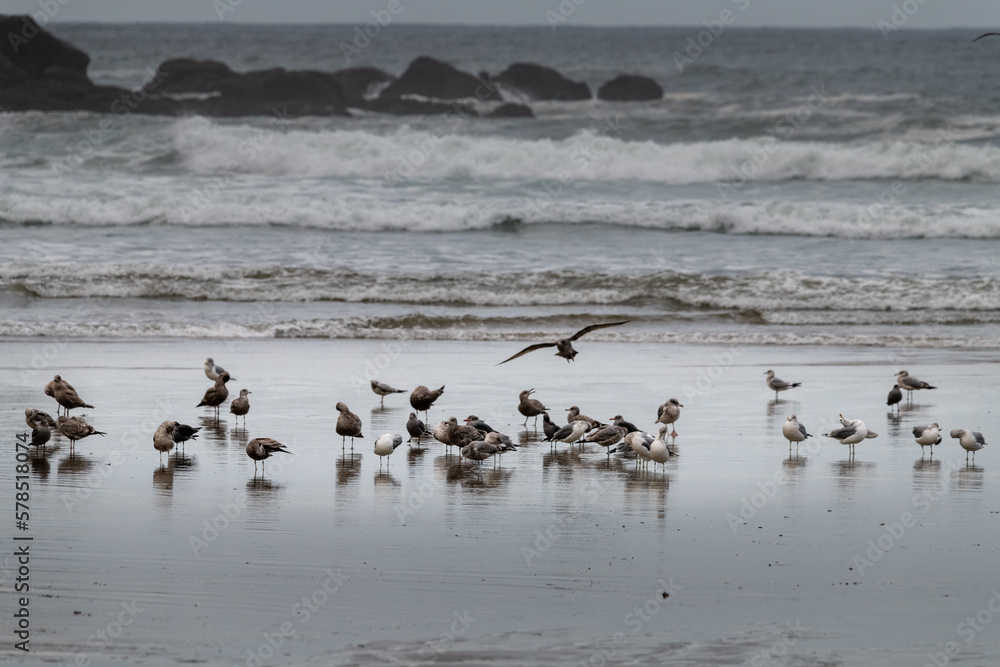A flock of seagulls resting on the sand on the beach at Oswald West State Park A flock of seagulls resting on the sand on the beach at Oswald West State Park