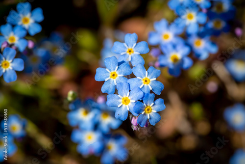 Myosotis scorpioides true or water forget me not. Turkish name; Unutma beni cicegi photo