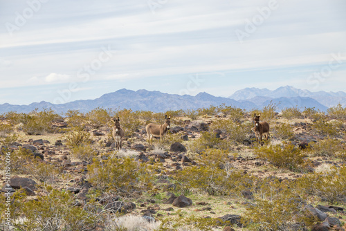Wild burros in the desert
