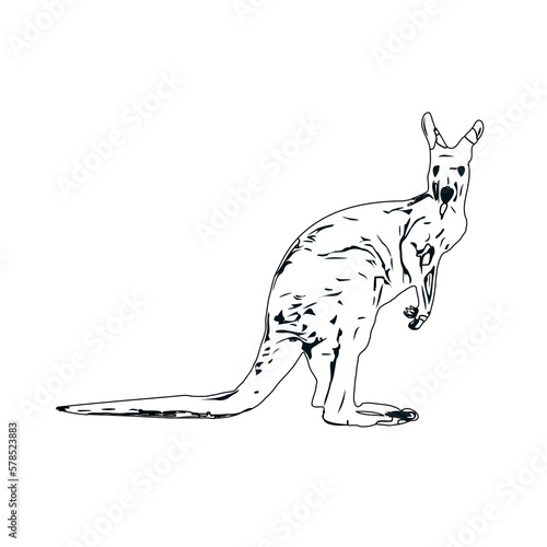  black and white sketch of kangaroo with transparent background