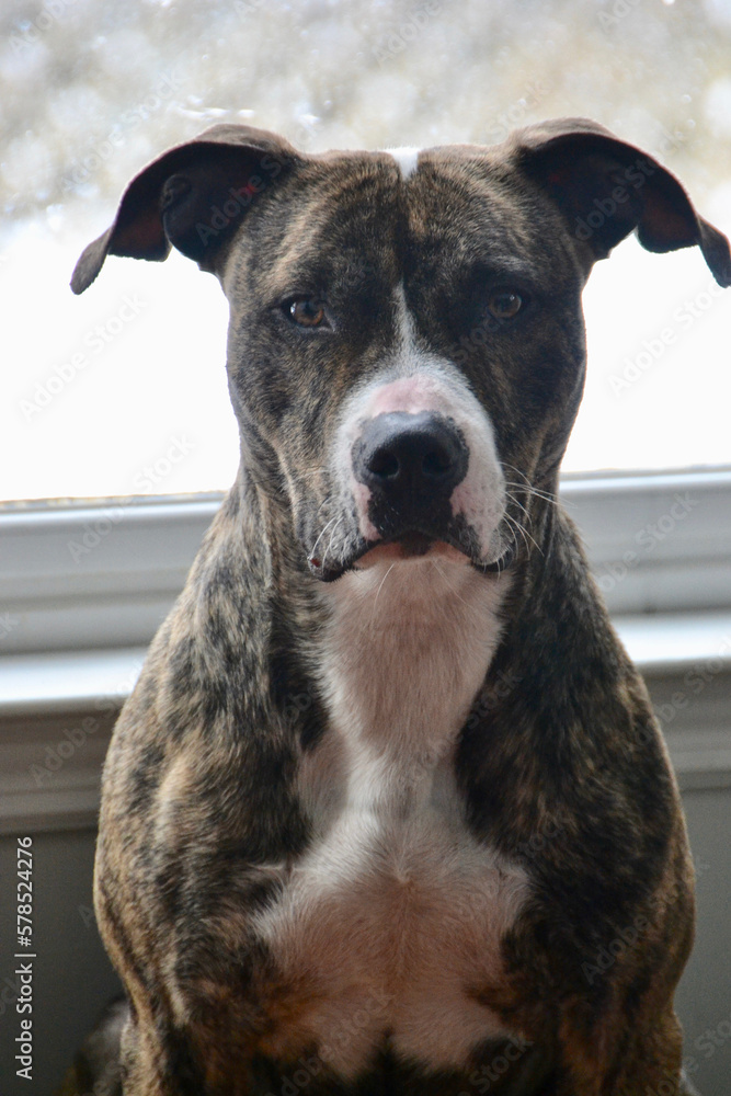 Staffordshire mix brindle