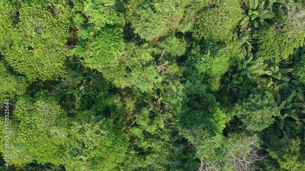 The Thailand tropical forest in the hot season is a vibrant and enchanting place, teeming with life and bursting with colors, scents, and sounds. 4K Footage Aerial view of Thailand forest The Thailand tropical forest in the hot season is a vibrant and enchanting place, teeming with life and bursting with colors, scents, and sounds. 4K Footage Aerial view of Thailand forest