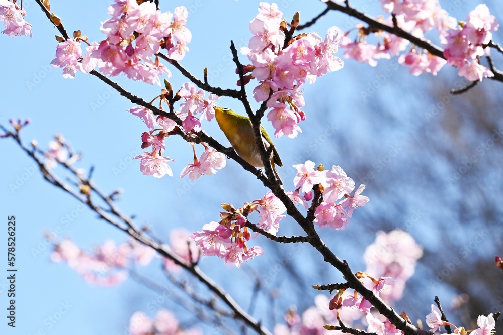 White-eye sucking nectar from cherry blossoms. The white-eye is a bird that loves the nectar of flowers, and in spring it flocks to ume and cherry blossoms. White-eye sucking nectar from cherry blossoms. The white-eye is a bird that loves the nectar of flowers, and in spring it flocks to ume and cherry blossoms.