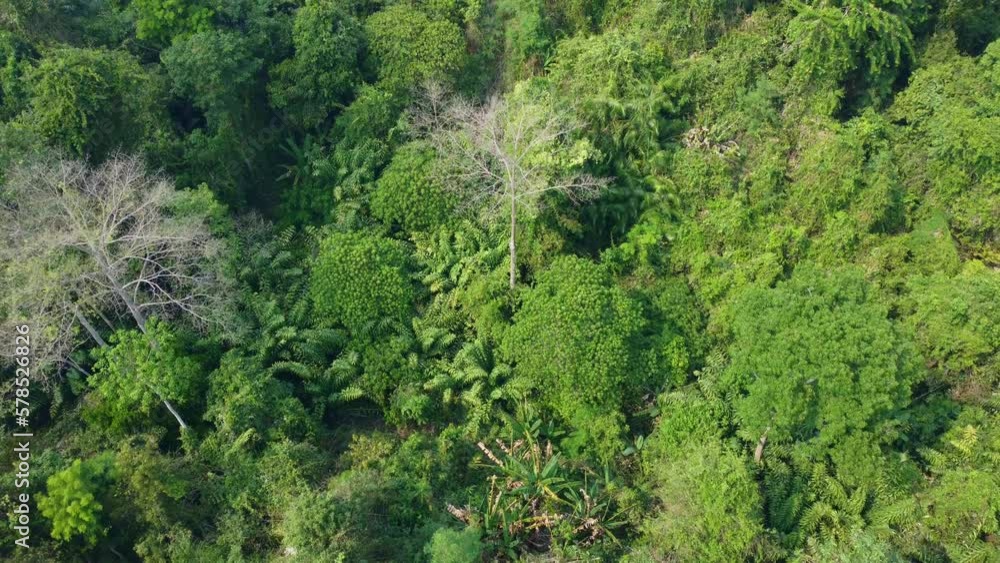 The Thailand tropical forest in the hot season is a vibrant and enchanting place, teeming with life and bursting with colors, scents, and sounds. 4K Footage Aerial view of Thailand forest The Thailand tropical forest in the hot season is a vibrant and enchanting place, teeming with life and bursting with colors, scents, and sounds. 4K Footage Aerial view of Thailand forest