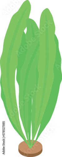 Sea plant icon isometric vector. Marine alga. Water green