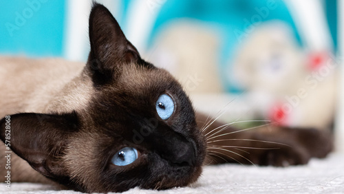 Lying siamese cat on blue background. Siamese cat Close up looking to the camera with focus on blue eyes for blogs, pet shops e pet lovers.