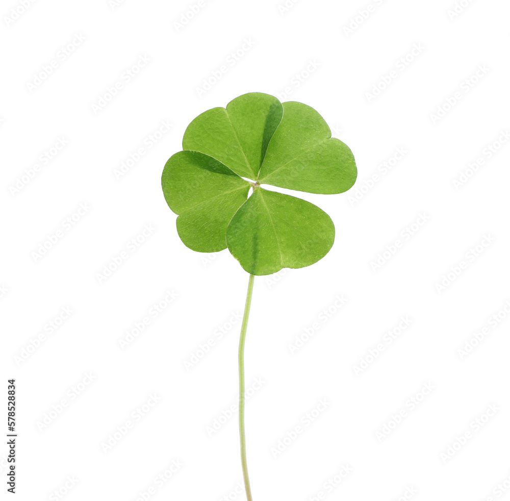 Beautiful green four leaf clover isolated on white Beautiful green four leaf clover isolated on white