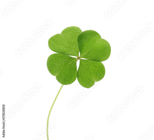 Beautiful green four leaf clover isolated on white