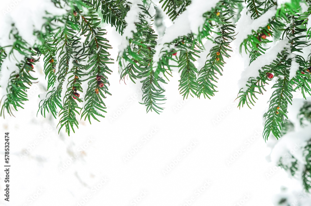 Tree branches covered with snow in forest on winter day, closeup Tree branches covered with snow in forest on winter day, closeup