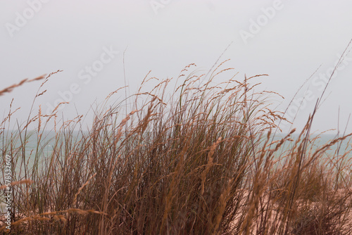 reeds on the beach