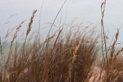 reed in the wind