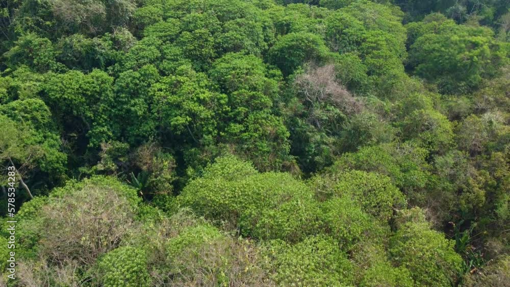 The green canopy of the tropical forest thrives in the summer, a mesmerizing sight from above as the sun's rays dance on the leaves. 4K Aerial view footage, Travel and leisure concepts in Thailand The green canopy of the tropical forest thrives in the summer, a mesmerizing sight from above as the sun's rays dance on the leaves. 4K Aerial view footage, Travel and leisure concepts in Thailand