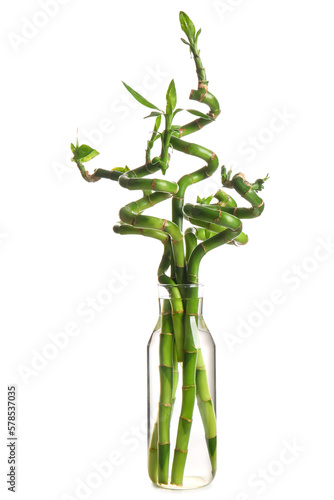 Bamboo plant in vase isolated on white background