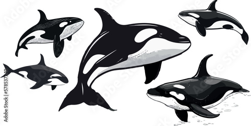 set of orca killer whale