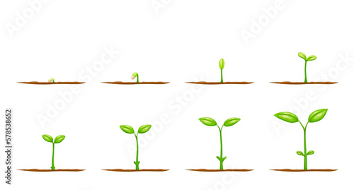 Grow plant from seed. Vector sprouts of garden tree sapling or agriculture crop plant seedling with green leaves and soil. Flower, vegetable or tree growth steps, growing stages or life cycle