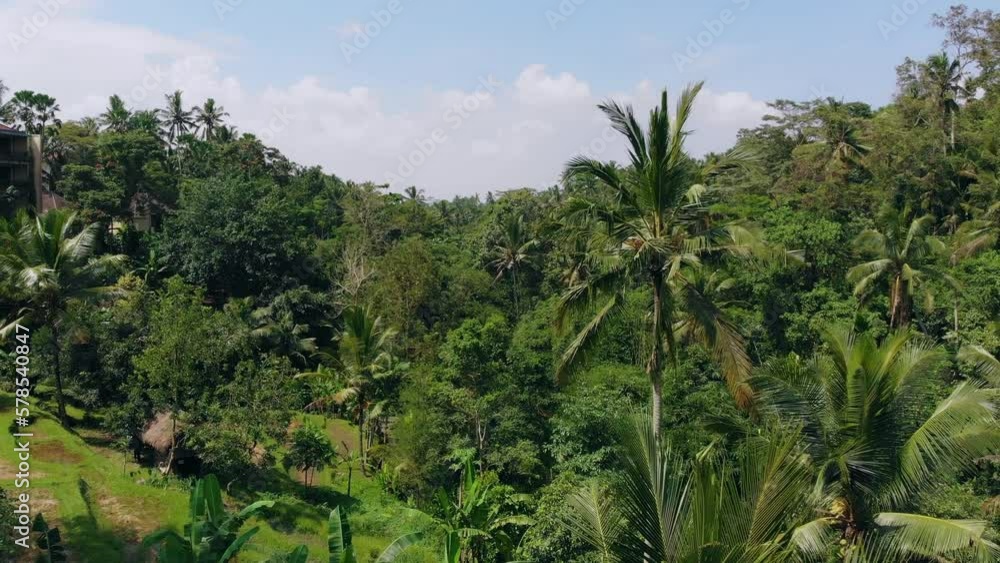 Amazing drone shot between palm trees in a tropical exotic forest to reveal a panoramic view of the jungle. Ubud, Bali, Indonesia. Amazing drone shot between palm trees in a tropical exotic forest to reveal a panoramic view of the jungle. Ubud, Bali, Indonesia.