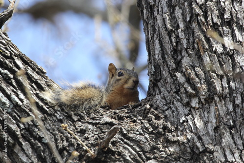 squirrel on a tree