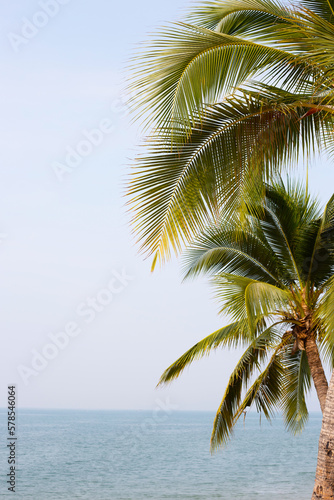 Coconut palm trees with sea and blue sky