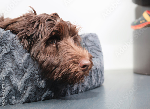 Labradoodle puppy dog lying on dog bed while looking at something. Sideview brown fluffy puppy resting, bored or taking a break. 5 months old female Australian labradoodle puppy. Selective focus.
