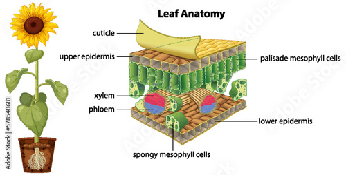 Diagram of leaf anatomy