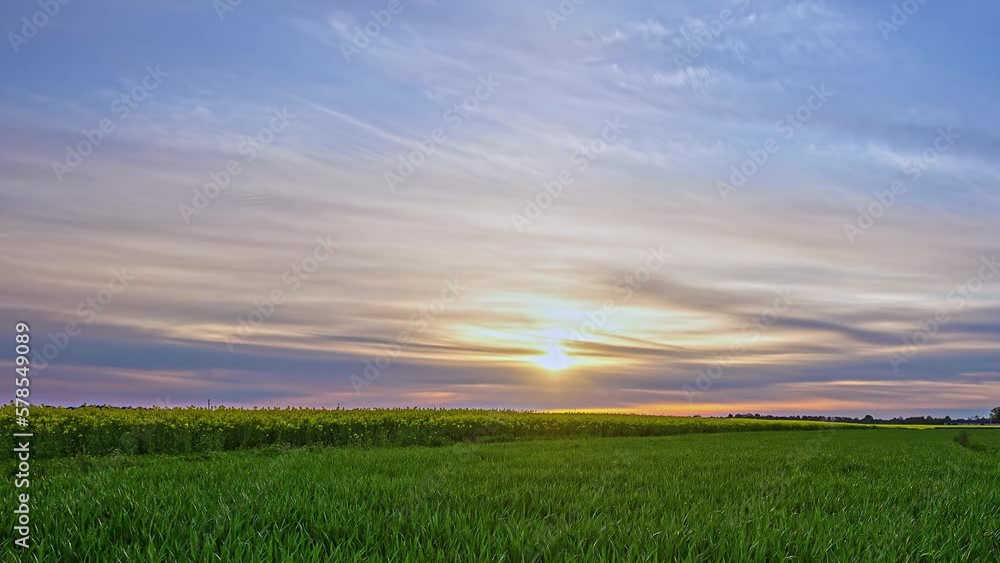 green meadow vast. Beautiful view of green agricultural field on a cloudy spring day. timelapse of wheat fields harvest crops in the countryside. orange sunset over field green meadow vast. Beautiful view of green agricultural field on a cloudy spring day. timelapse of wheat fields harvest crops in the countryside. orange sunset over field