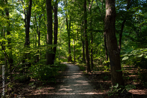 path in the forest