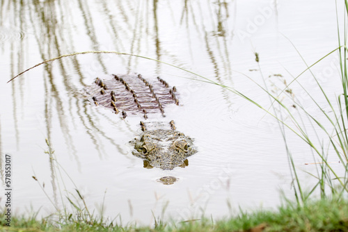 Cuadro en lienzo Kruger National Park, South Africa: Crocodylus niloticus, the Nile crocodile