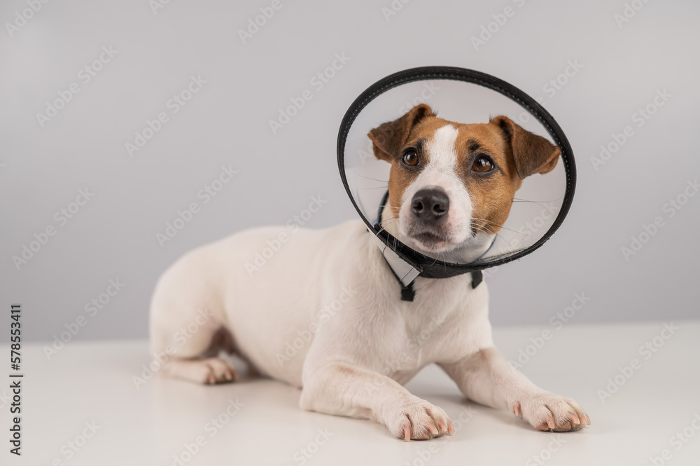 Jack Russell Terrier dog in plastic cone after surgery. 