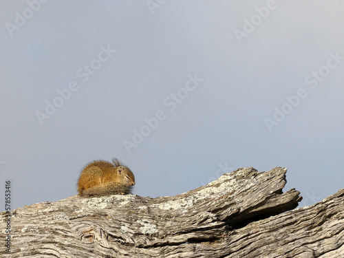 Sleepy squirrel in Kruger Park