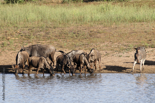 General view of wildebeest and zebra drinking at a dam in Kruger Park