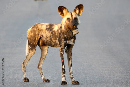 Kruger National Park, South Africa: wild dog © Peter